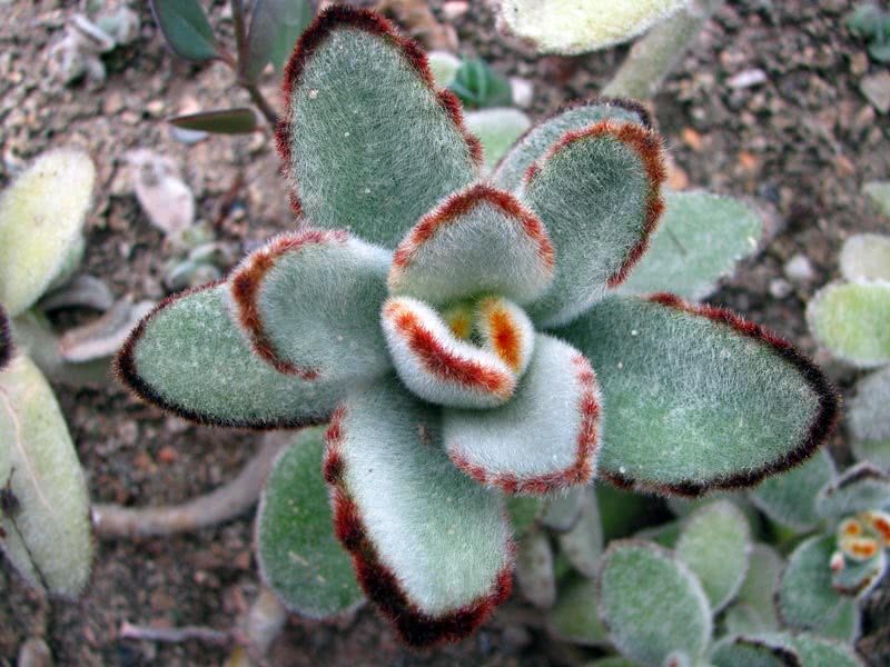 Kalanchoe tomentosa / каланхоэ войлочное