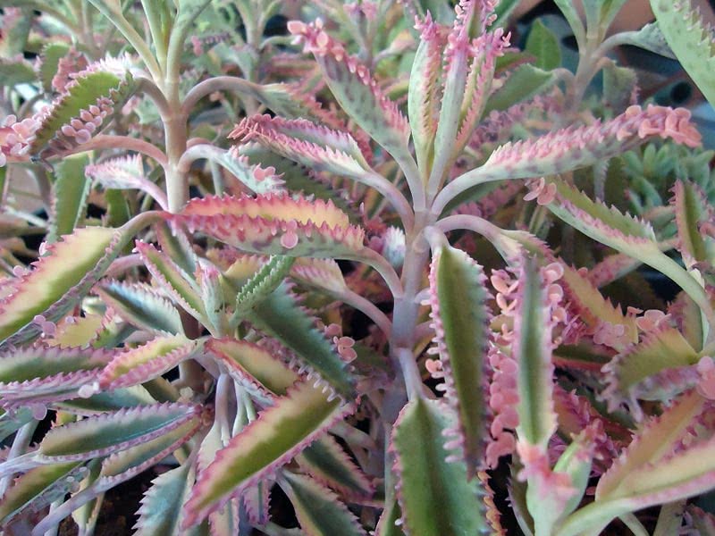 Kalanchoe tubiflora / каланхоэ трубчатоцветковое