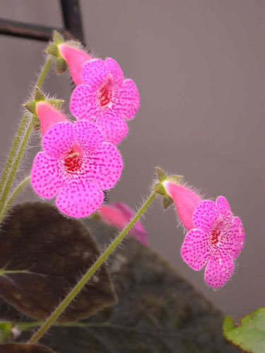 Kohleria amabilis / колерия приятная