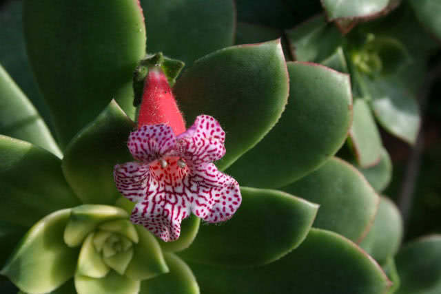 Kohleria amabilis / колерия приятная