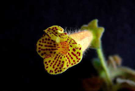 Kohleria bogotensis / колерия боготская