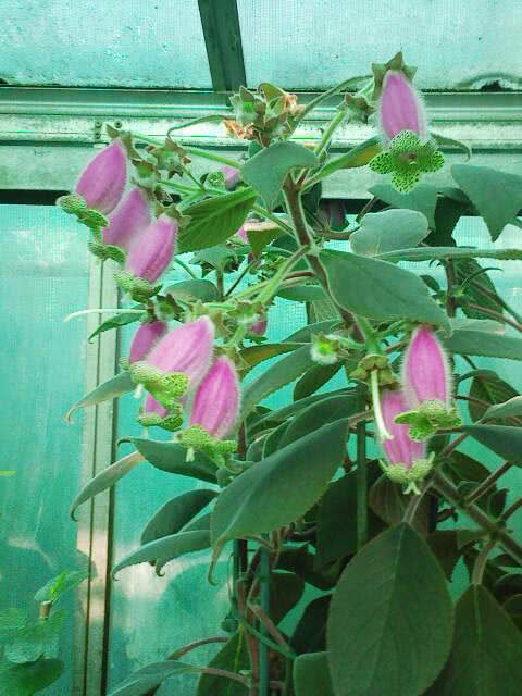 Kohleria digitaliflora / колерия наперстянкоцветковая