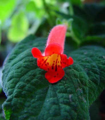 Kohleria hirsuta / колерия волосистая