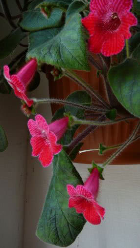 Kohleria hirsuta / колерия волосистая