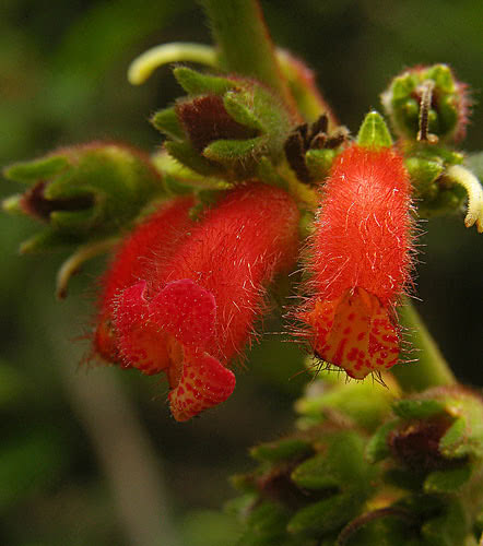 Kohleria spicata / колерия колосковая