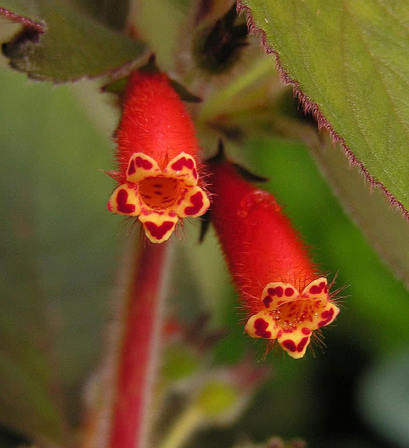 Kohleria tubiflora / колерия трубкоцветковая