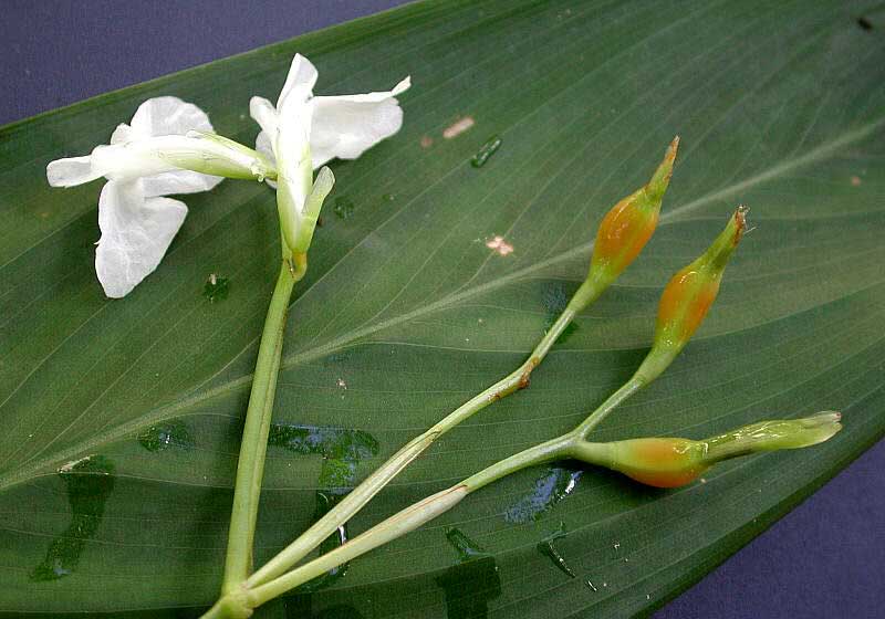Maranta arundinacea / маранта тростниковая