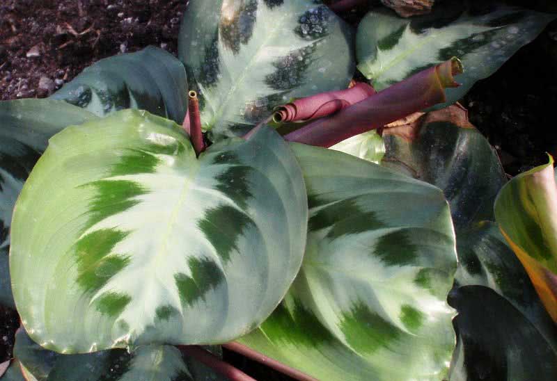 Maranta bicolor / маранта двухцветная