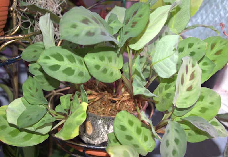 Maranta bicolor / маранта двухцветная