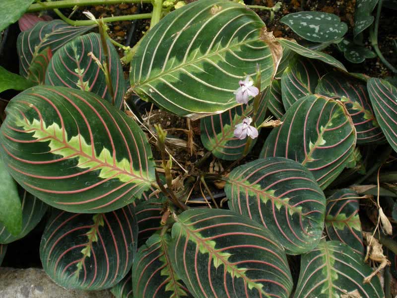 Maranta leuconeura / маранта беложильчатая