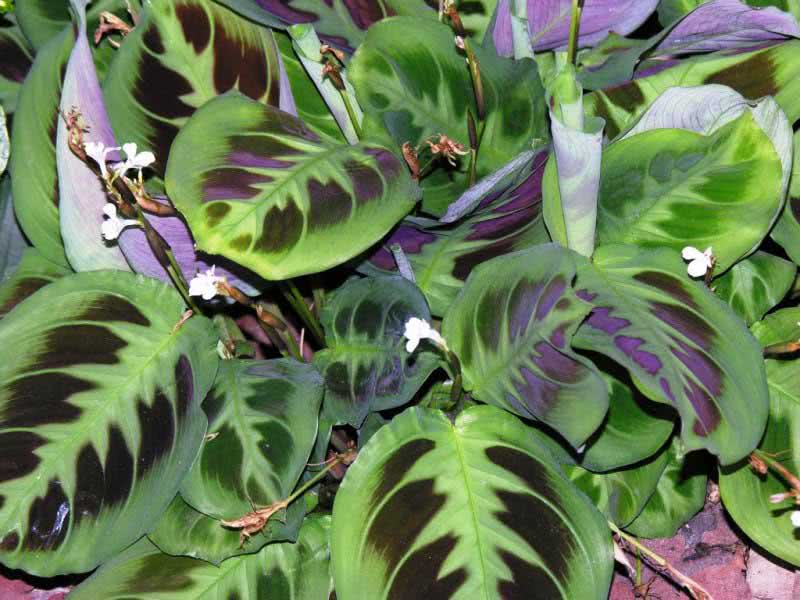 Maranta leuconeura / маранта беложильчатая