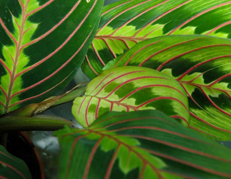 Maranta leuconeura / маранта беложильчатая