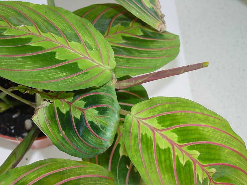 Maranta leuconeura / маранта беложильчатая