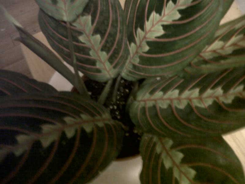 Maranta leuconeura / маранта беложильчатая