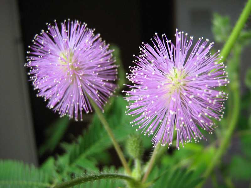 Mimosa pudica / мимоза стыдливая