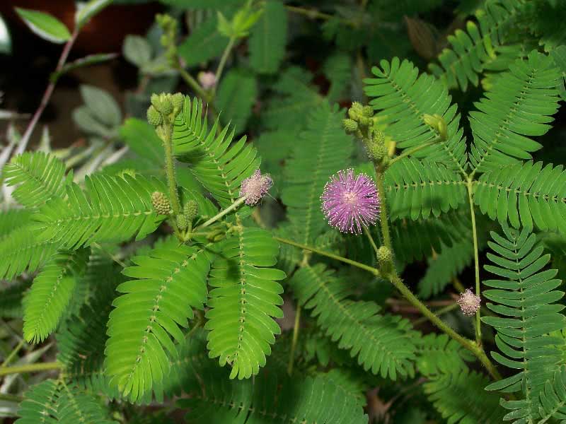 Mimosa pudica / мимоза стыдливая