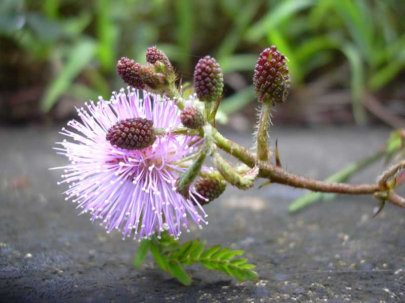 Mimosa pudica / мимоза стыдливая