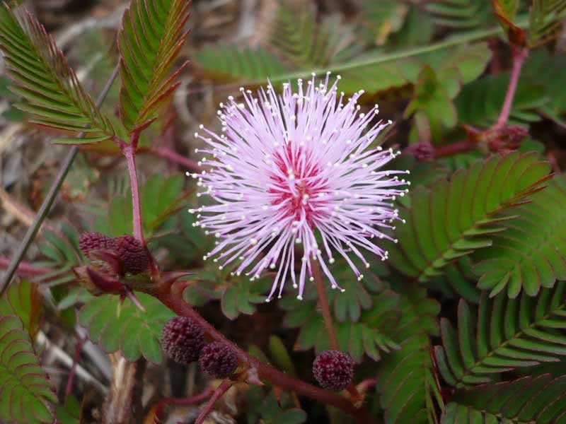 Mimosa pudica / мимоза стыдливая
