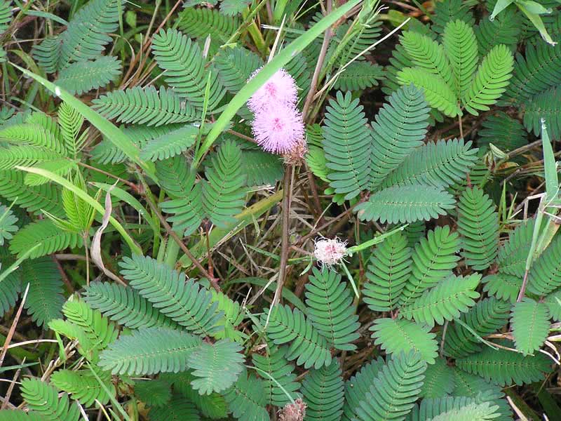 Mimosa pudica / мимоза стыдливая