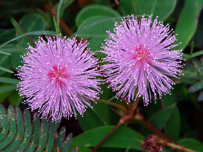 Mimosa pudica / мимоза стыдливая