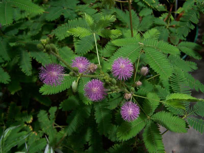 Mimosa pudica / мимоза стыдливая