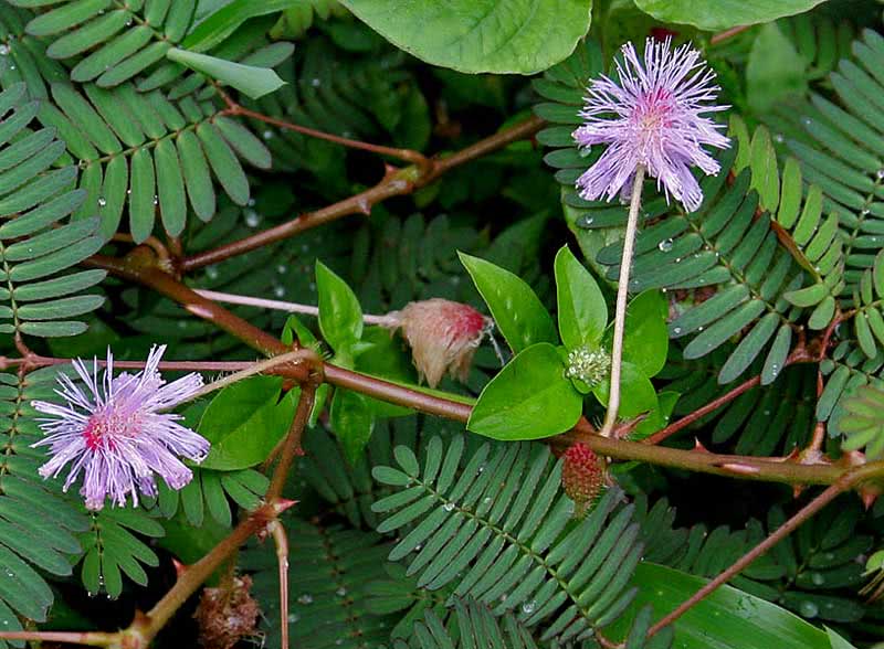 Mimosa pudica / мимоза стыдливая