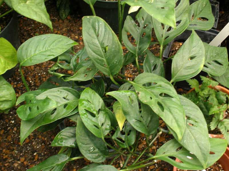 Monstera adansonii / монстера Адансона