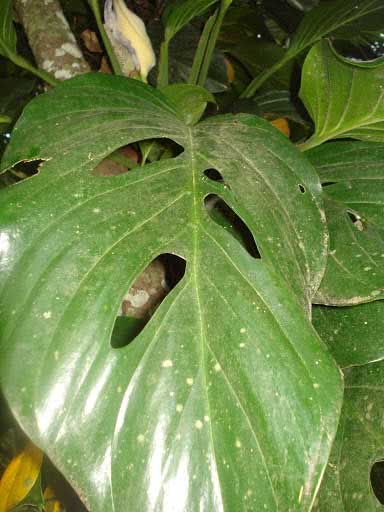 Monstera adansonii / монстера Адансона