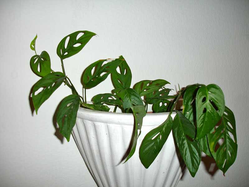 Monstera adansonii / монстера Адансона