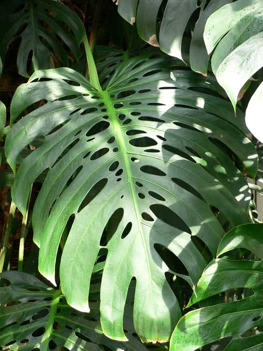 Monstera deliciosa / монстера деликатесная