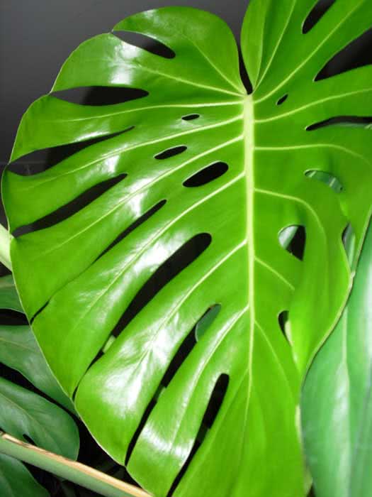 Monstera deliciosa / монстера деликатесная