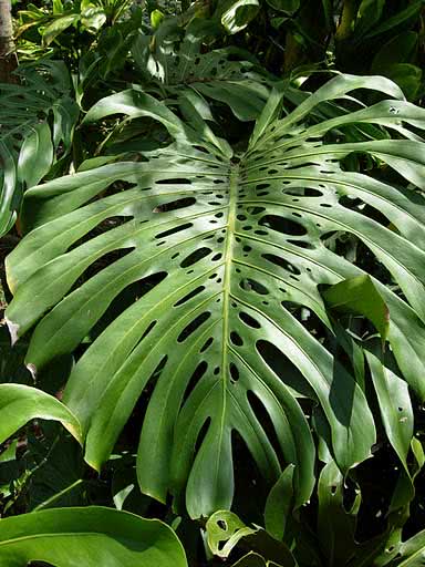 Monstera deliciosa / монстера деликатесная