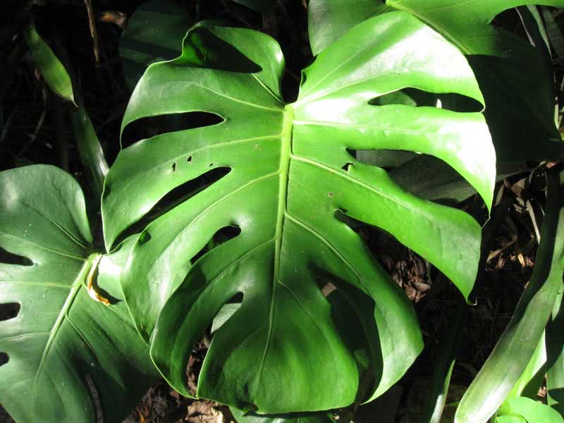 Monstera deliciosa / монстера деликатесная