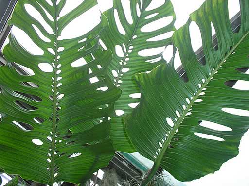 Monstera obliqua (expilata or falcifolia) / монстера косая (экспилата или серповидная)
