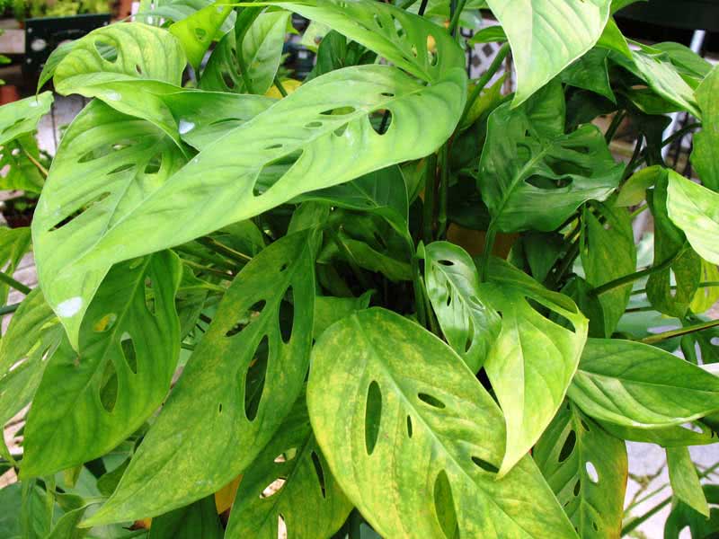 Monstera obliqua (expilata or falcifolia) / монстера косая (экспилата или серповидная)