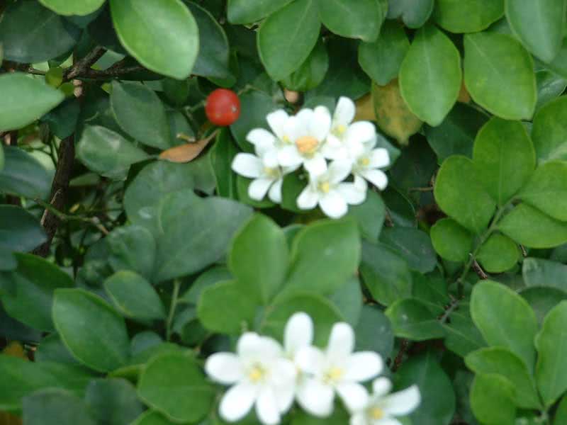 Murraya exotica / мурайя экзотическая