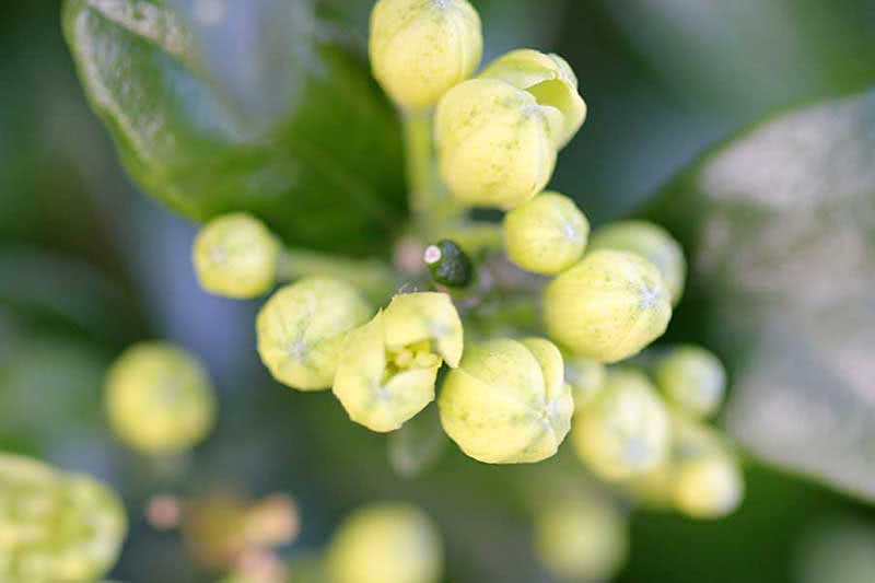Murraya exotica / мурайя экзотическая