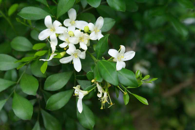 Murraya paniculata / мурайя метельчатая