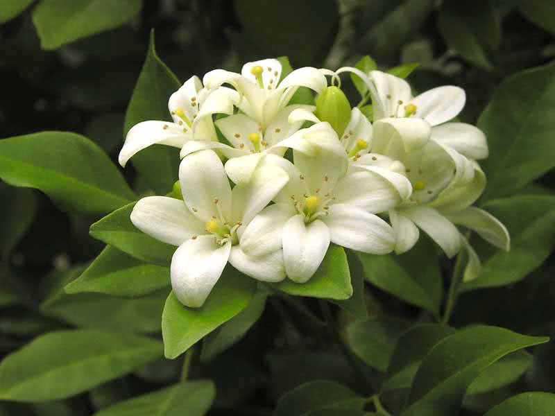 Murraya paniculata / мурайя метельчатая