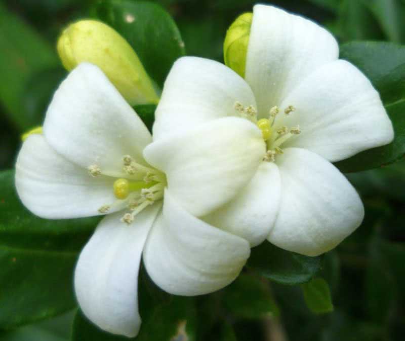 Murraya paniculata / мурайя метельчатая