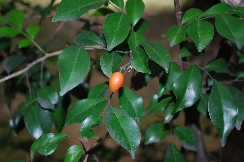 Murraya paniculata / мурайя метельчатая
