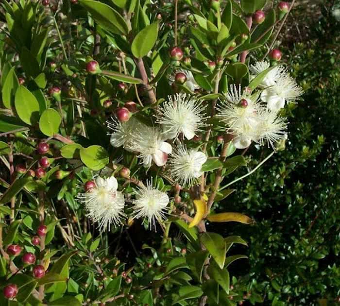 Myrtus communis / мирт обыкновенный