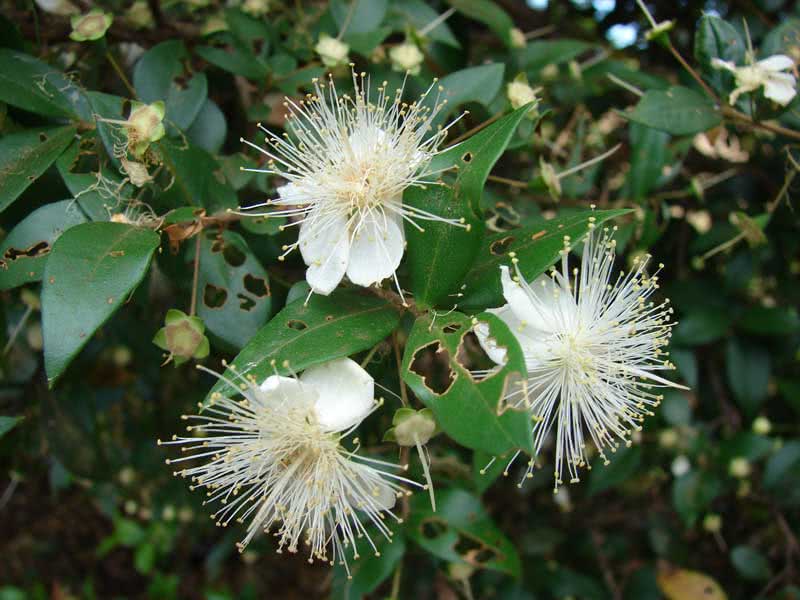 Myrtus communis / мирт обыкновенный