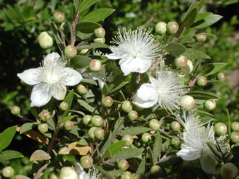 Myrtus communis / мирт обыкновенный