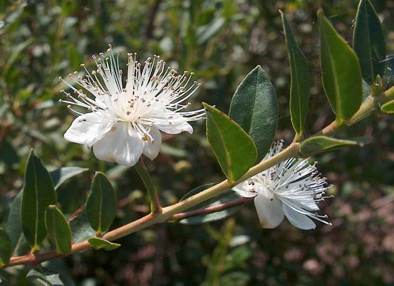 Myrtus communis / мирт обыкновенный