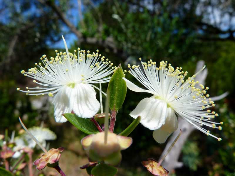 Myrtus communis / мирт обыкновенный