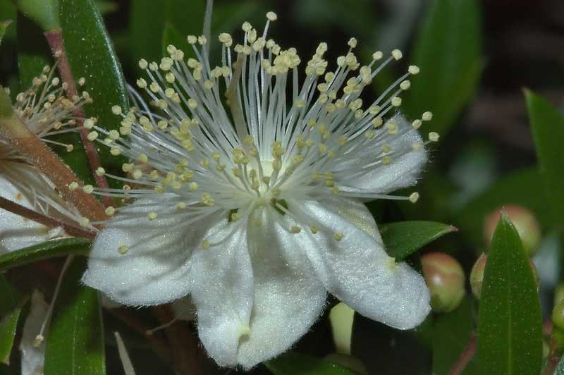 Myrtus communis / мирт обыкновенный