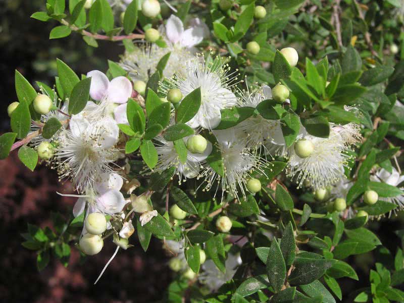 Myrtus communis / мирт обыкновенный