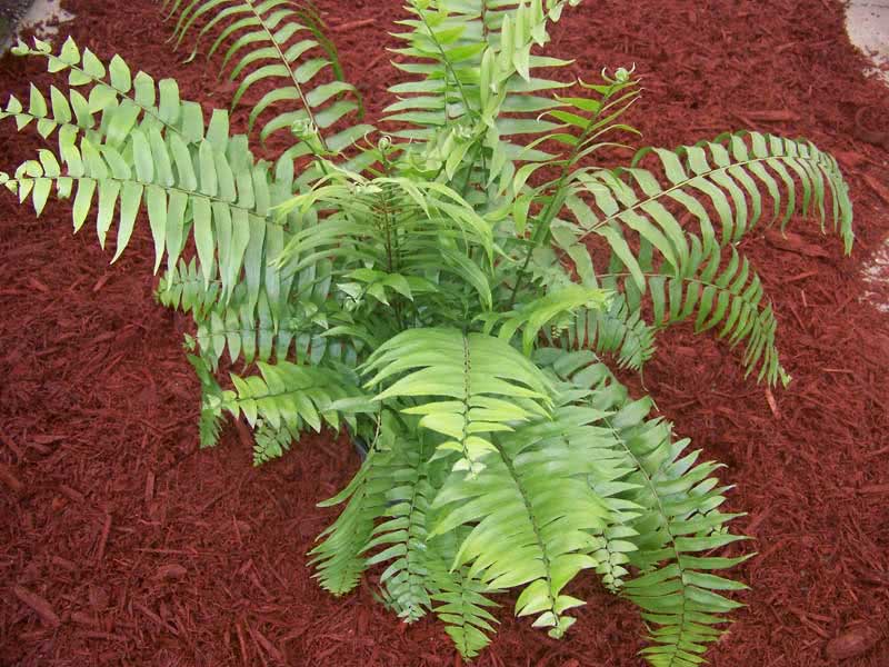 Nephrolepis biserrata / нефролепис мечевидный