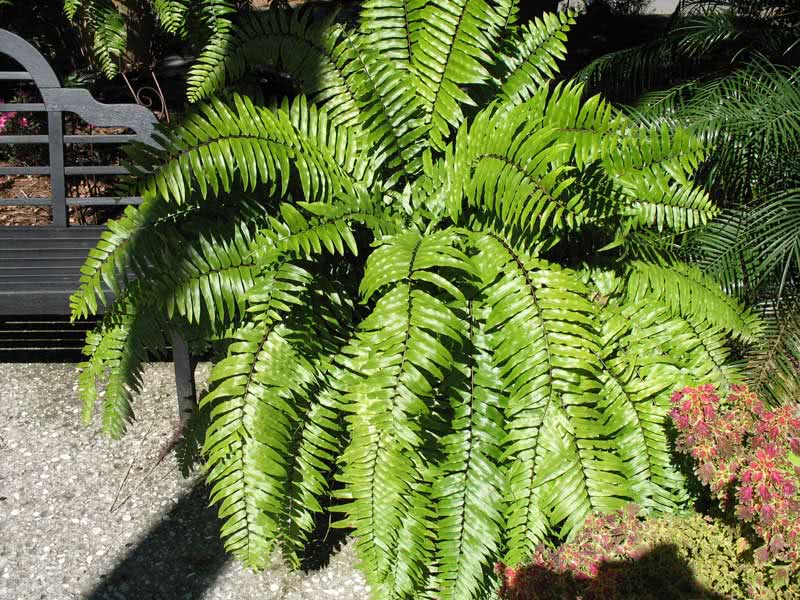 Nephrolepis biserrata / нефролепис мечевидный